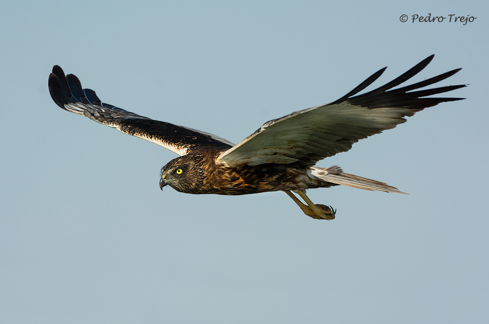 Aguilucho lagunero (Circus aeruginosus)